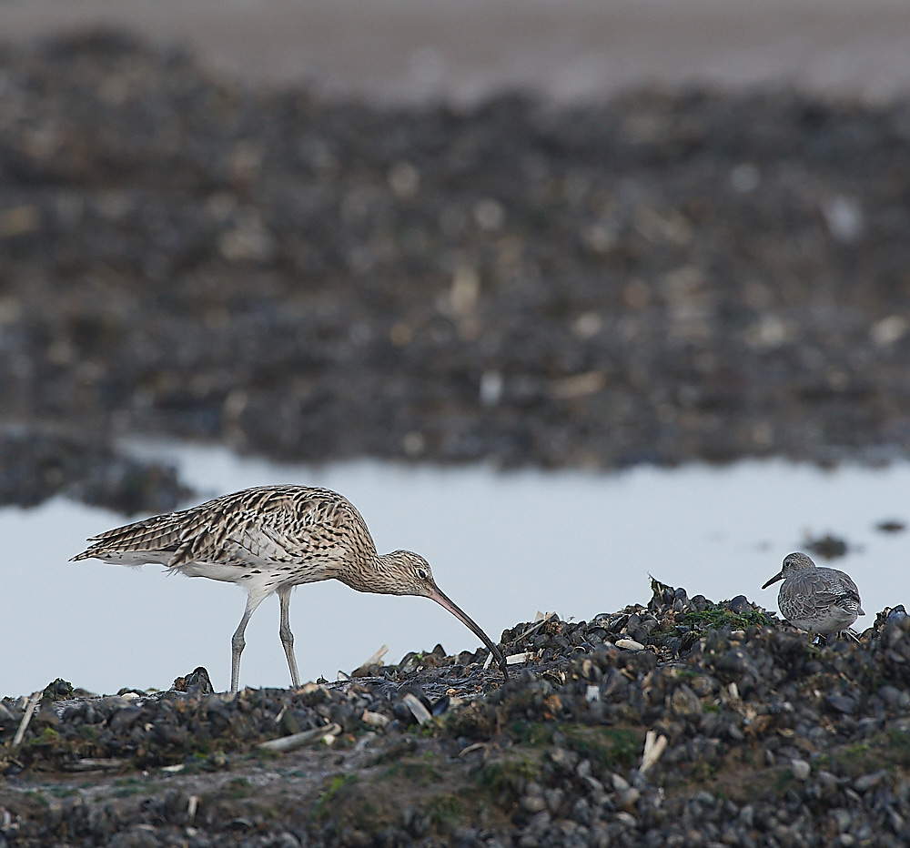 TitchwellCurlew091021-1