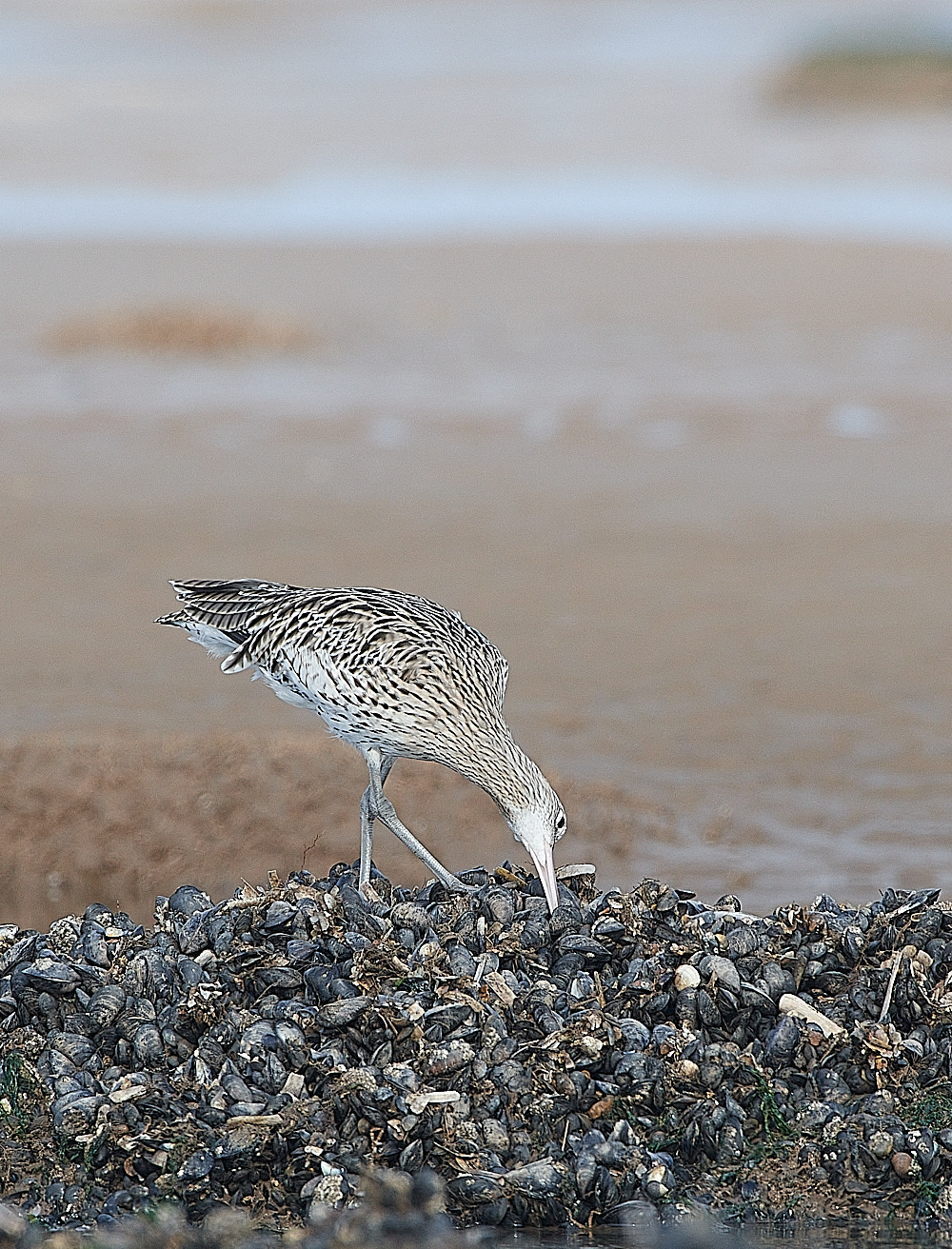 TitchwellCurlew091021-3