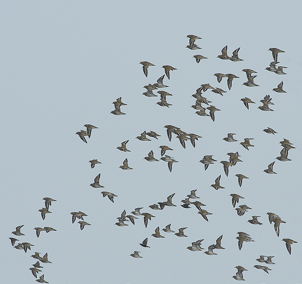 TitchwellGoldenPlover091021-6